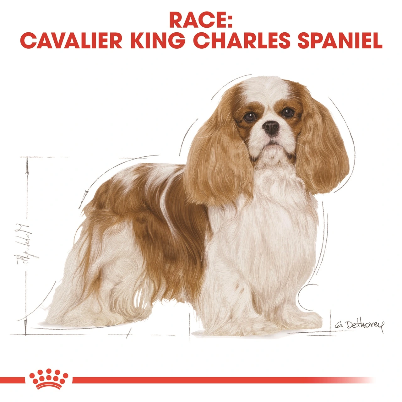 Royal Canin Cavalier King Charles Adult 1,5 kg - tørfoder til små hunde